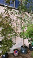 Acer Rubrum 240cm