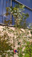 Acer Rubrum 240cm - 2