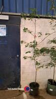 Red Oak 200cm
