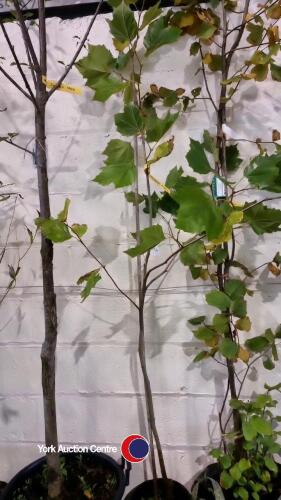 6ft London Plane tree