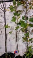 6ft London Plane tree