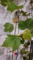 6ft London Plane tree - 2