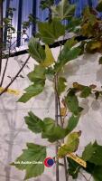 6ft London Plane tree - 3