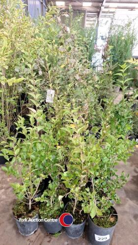16 x green Privet