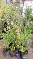 16 x green Privet