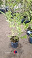16 x green Privet - 2