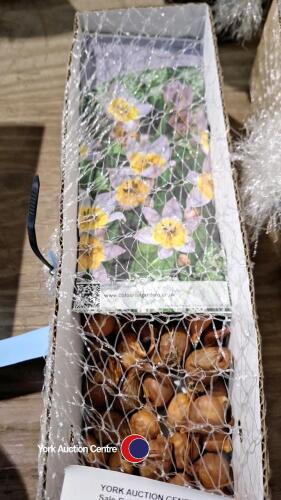 100 bulbs low growing tulips