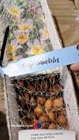 100 bulbs low growing tulips - 2