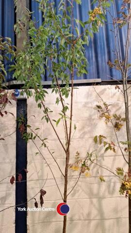 Almond, early pink flowers