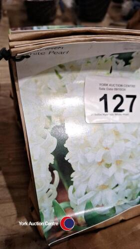 21 bulbs Hyacinth White Pearl