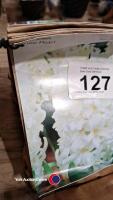 21 bulbs Hyacinth White Pearl