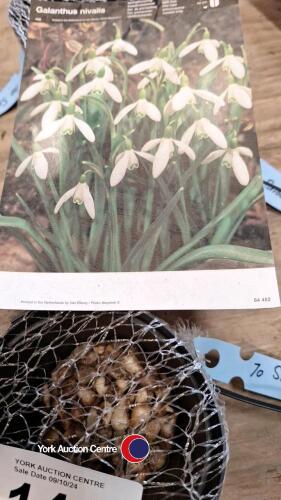 70 Snowdrop bulbs