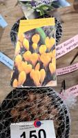50 large flowering Crocus, Mammouth