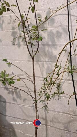 Prunus Avium, white cherry