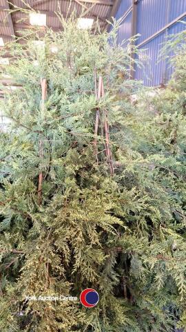 10 x green Leylandii in 5ltr pots approx 6ft