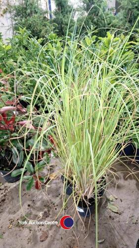 3 x Pampass grass