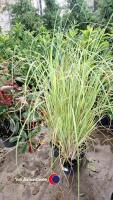 3 x Pampass grass