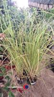 3 x Pampass grass - 2
