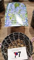 50 x Bluebell bulbs