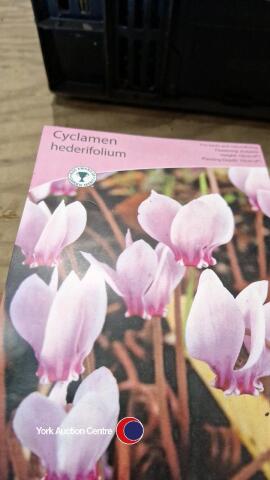 8 x Cyclamen Hederifolium