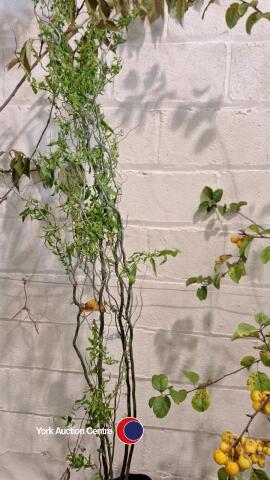 Salix Contorta, willow