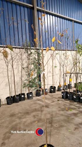 White stemmed Birch, Betula Uti Jacquemontii, 12ltr