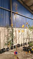 White stemmed Birch, Betula Uti Jacquemontii, 12ltr - 2