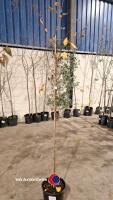 White stemmed Birch, Betula Uti Jacquemontii, 12ltr - 3