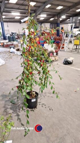 Cotoneaster Hybridus Pendulus, 12ltr