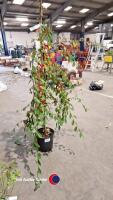 Cotoneaster Hybridus Pendulus, 12ltr