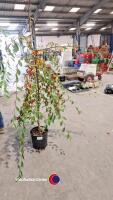 Cotoneaster Hybridus Pendulus, 12ltr - 2