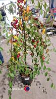 Cotoneaster Hybridus Pendulus, 12ltr - 3