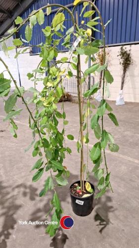 Kilmarnock Willow, Salix Caprea Pendul, 12ltr