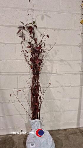 10 x red barked Dogwood