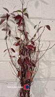 10 x red barked Dogwood - 3