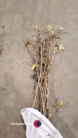 10 x Guelder Rose, 3ft - 2