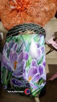 50 x bulbs of large flowering crocus Pickwick