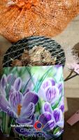 50 x bulbs of large flowering crocus Pickwick - 2