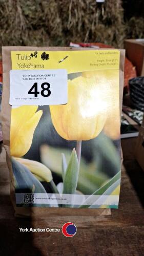 100 x Tulip Yokohama