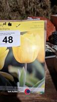 100 x Tulip Yokohama - 2