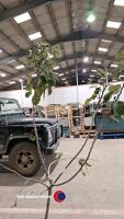 Bramley apple tree - 2