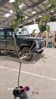 Bramley apple tree - 3
