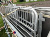 Rappa mobile sheep handling race - 5