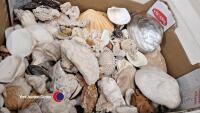 Box of sea shells