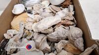 Box of sea shells - 3