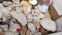 Box of sea shells - 4