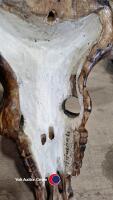 Wooden skull, real bison horns - 5