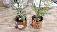 2 x pre lit Christmas trees Norwegian spruce