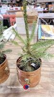 2 x pre lit Christmas trees Norwegian spruce - 2