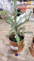 2 x pre lit Christmas trees Norwegian spruce - 3